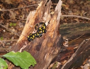 black and yellow reptile thumbnail