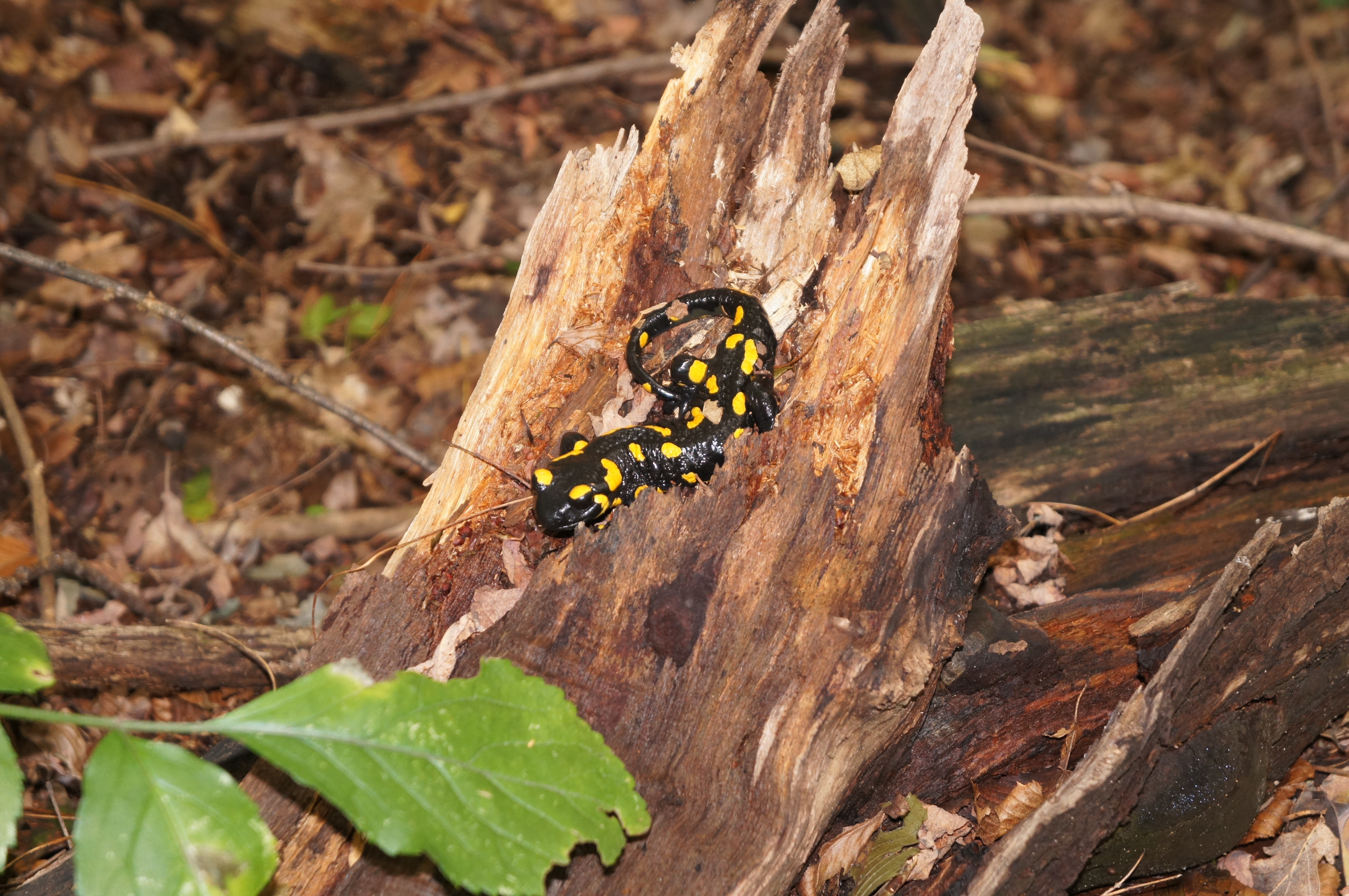 black and yellow reptile