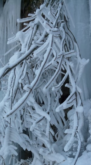 branches covered with snow thumbnail