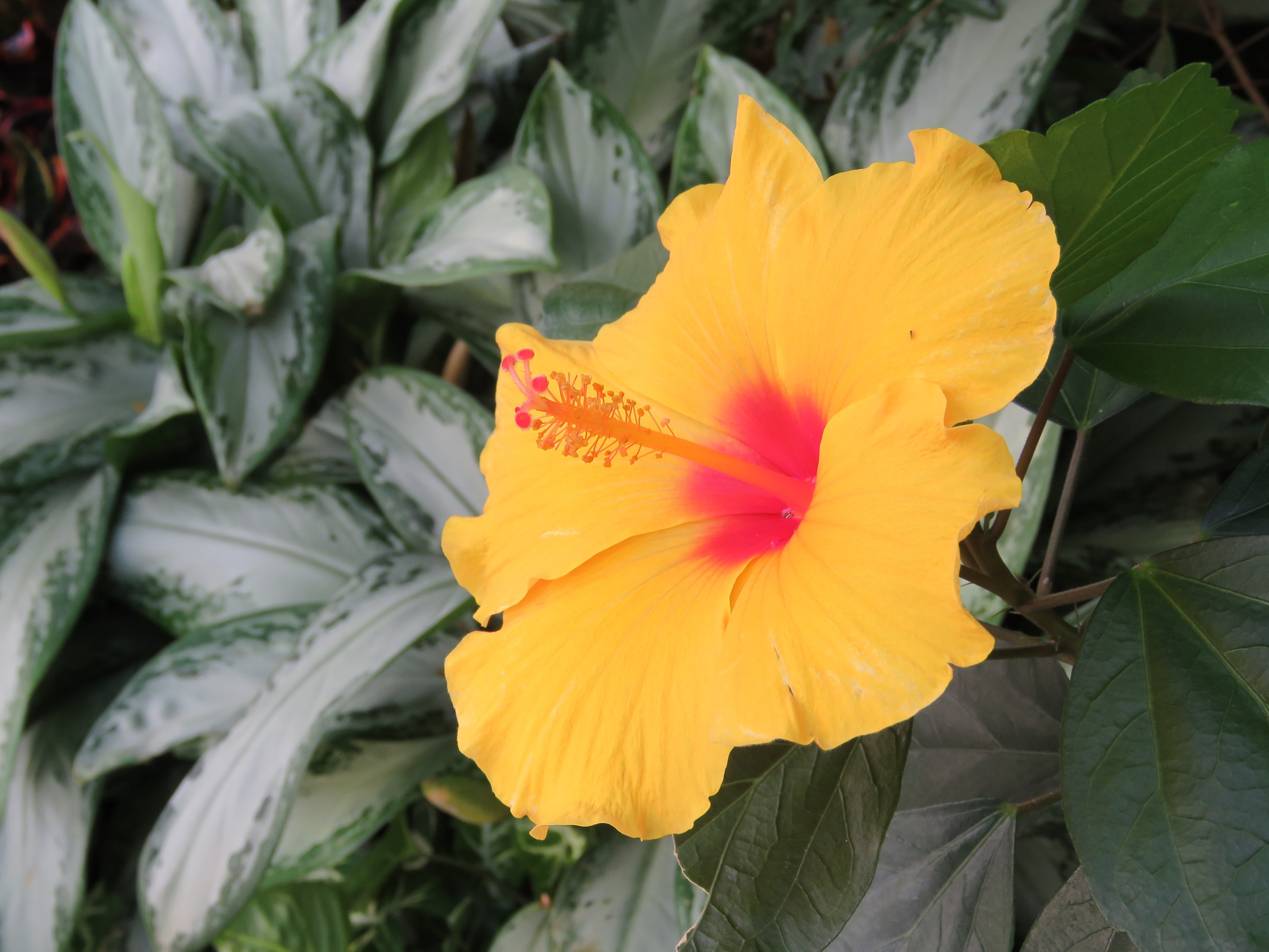 yellow and pink hibiscus