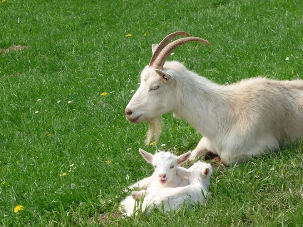 beige goat with 2 goat kids preview