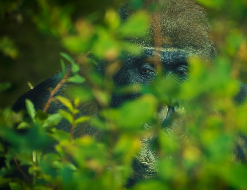 brown gorilla preview