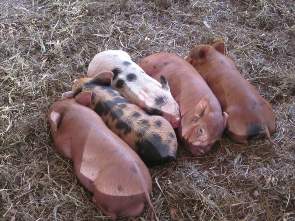 5 brown and black piglets preview
