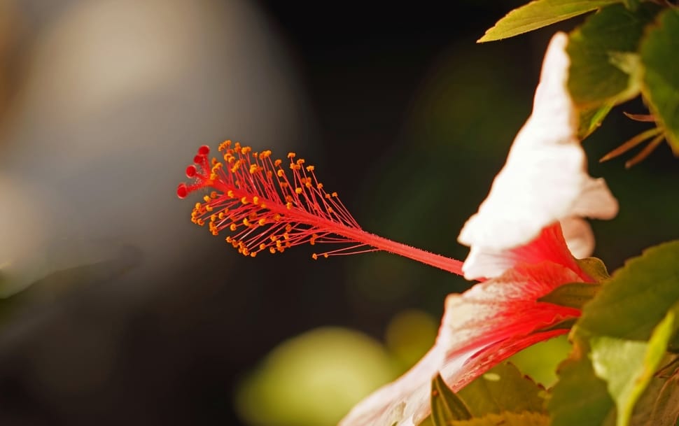red and white hibiscus preview