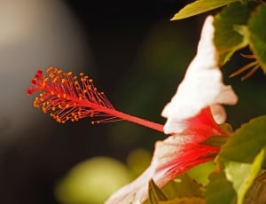 red and white hibiscus thumbnail