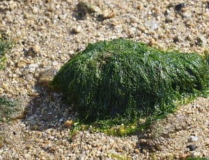 green sea weed thumbnail