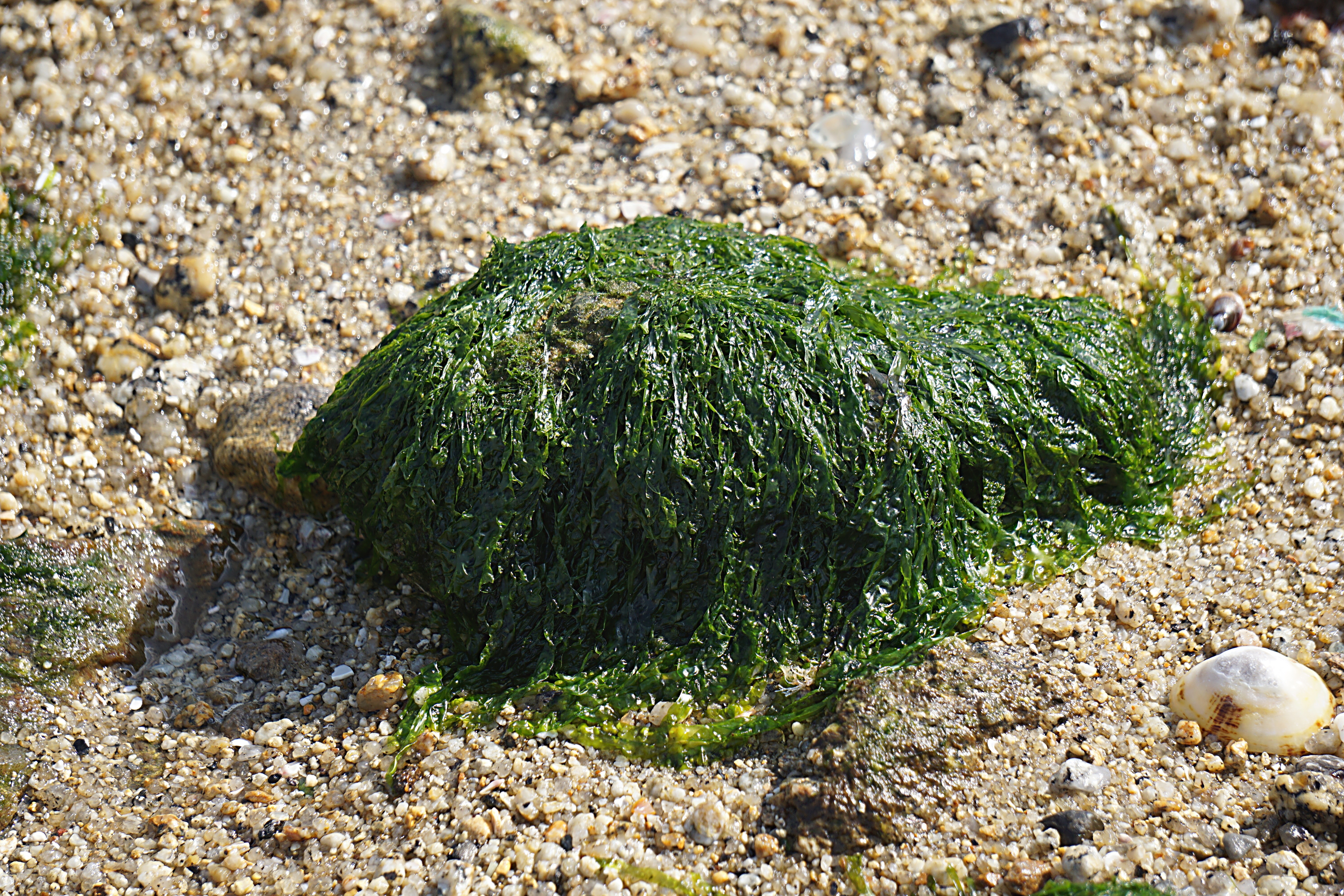 green sea weed