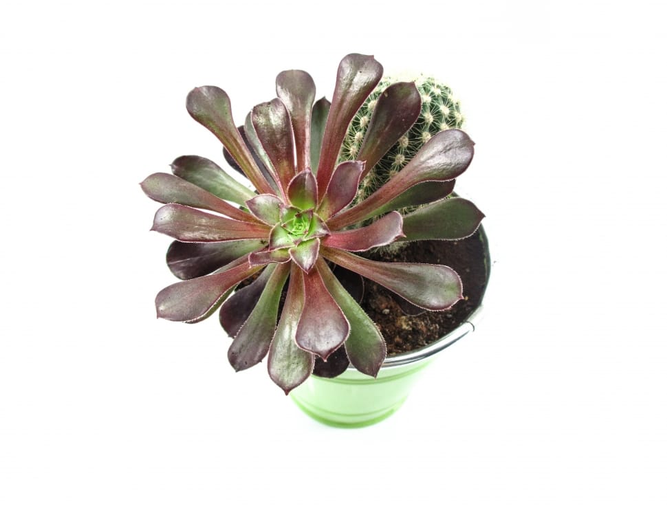 brown green succulent potted plant preview