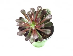 brown green succulent potted plant thumbnail