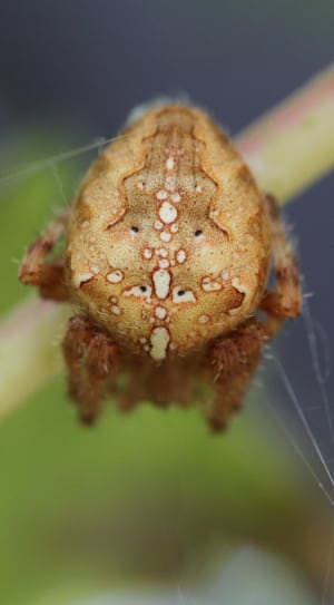 argiope spider thumbnail