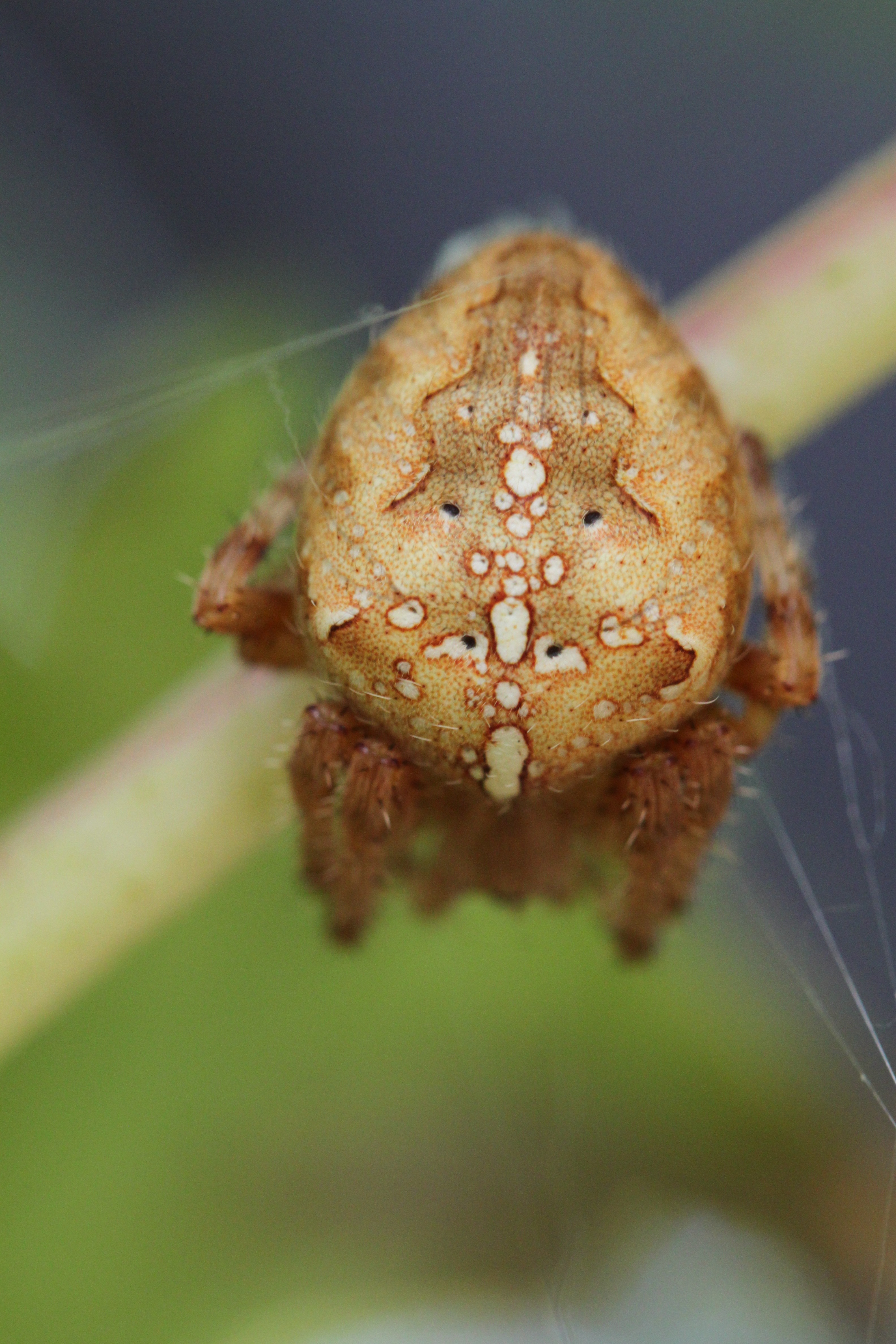 argiope spider