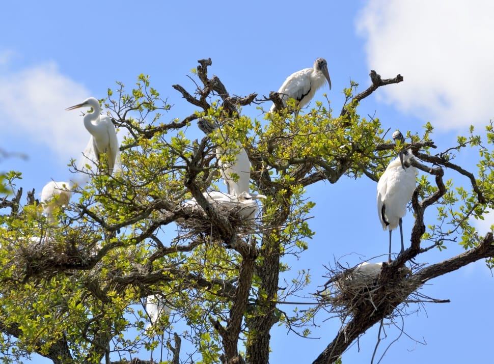 wood storks and egrets preview