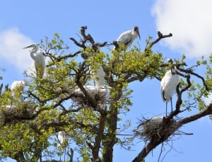 wood storks and egrets thumbnail