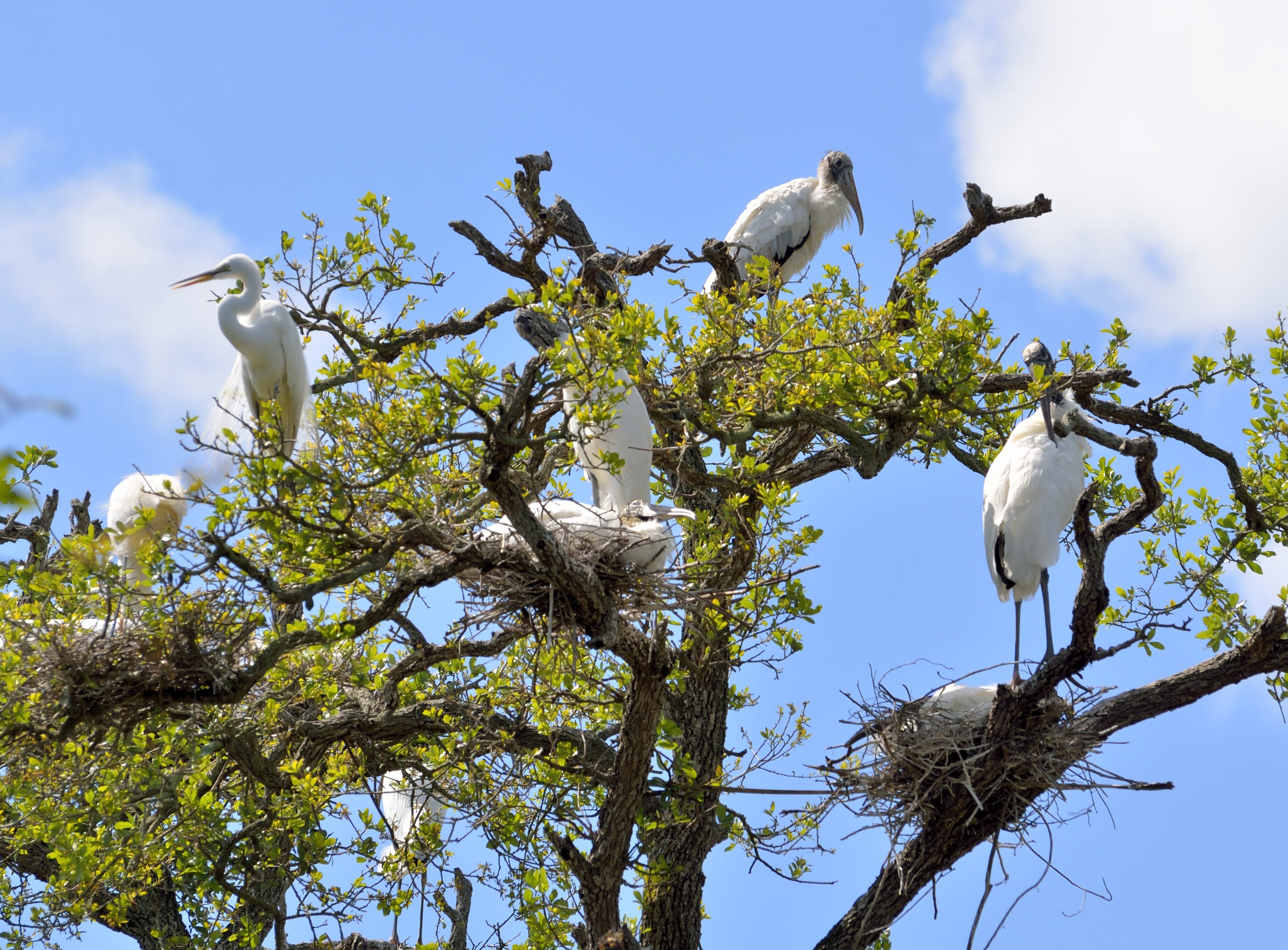 wood storks and egrets
