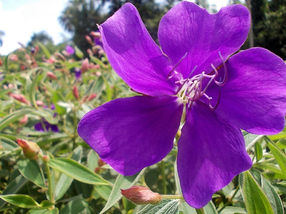purple clematis flower preview
