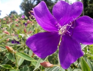 purple clematis flower thumbnail