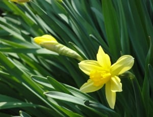 yellow daffodils thumbnail