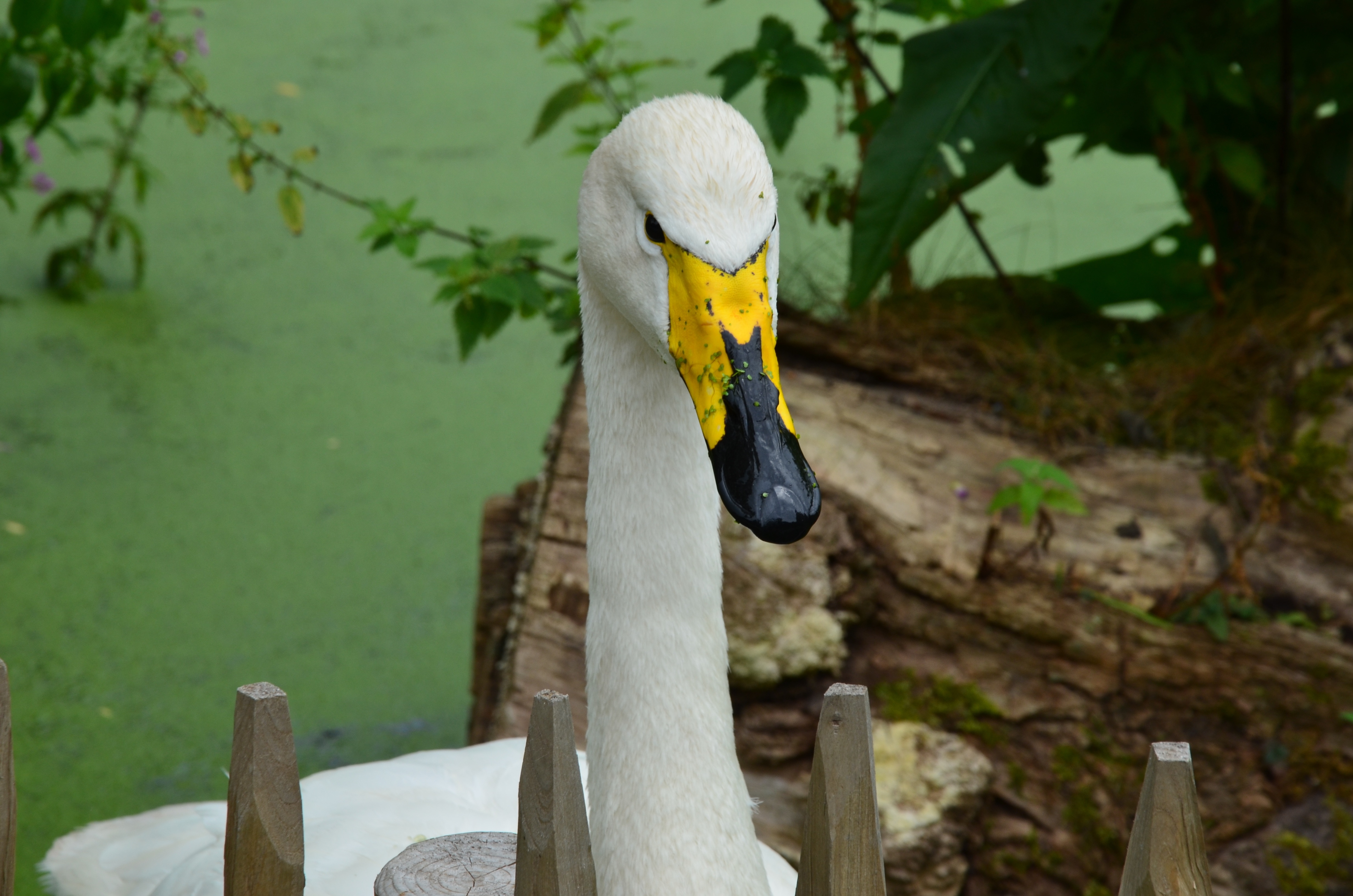 yellow beak duck