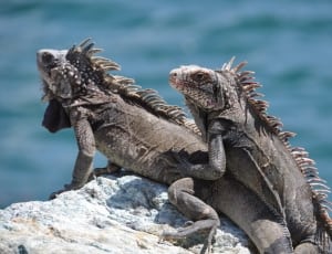 2 grey iguanas thumbnail