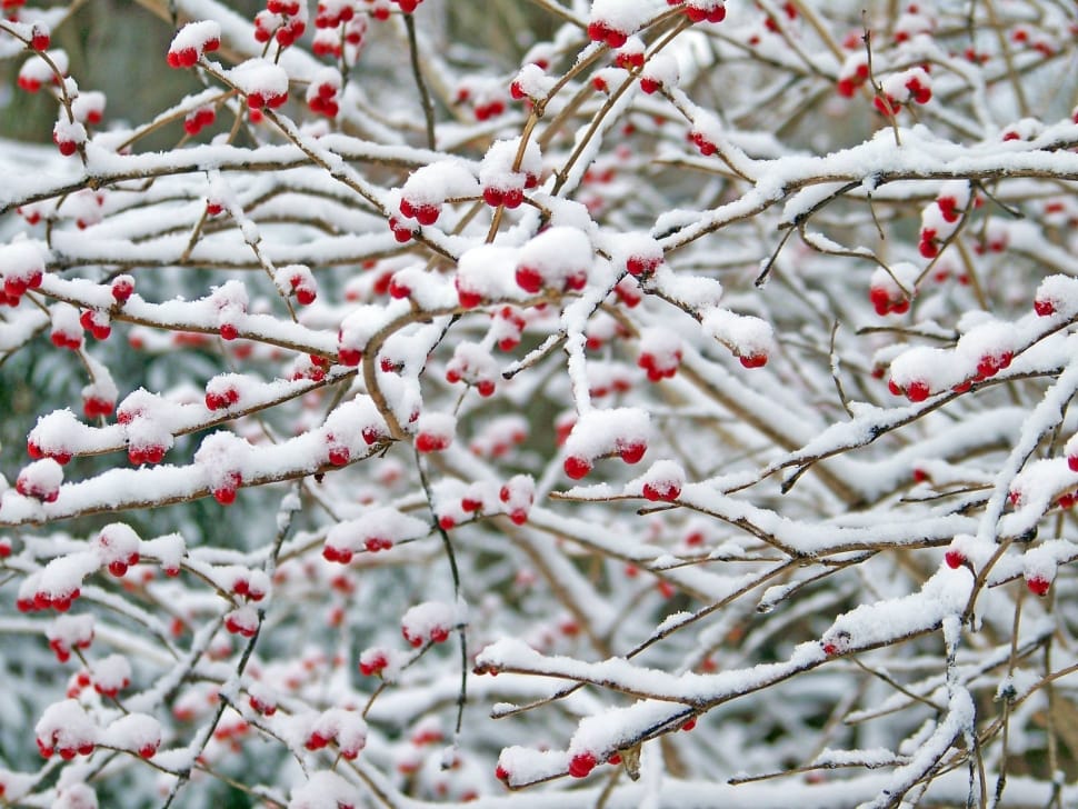 snow-covered red berries preview