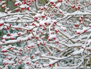 snow-covered red berries thumbnail