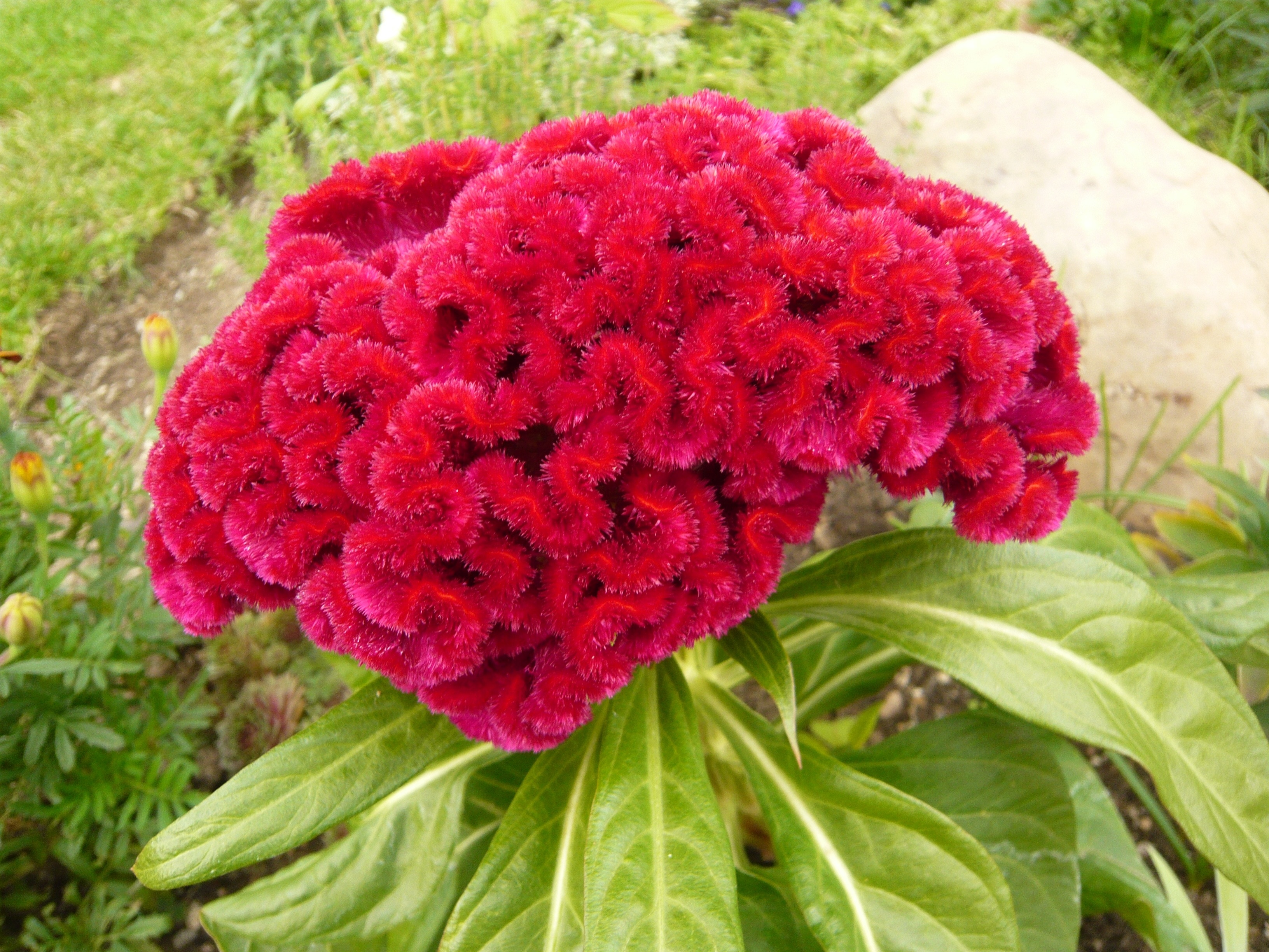 red cockscomb flower