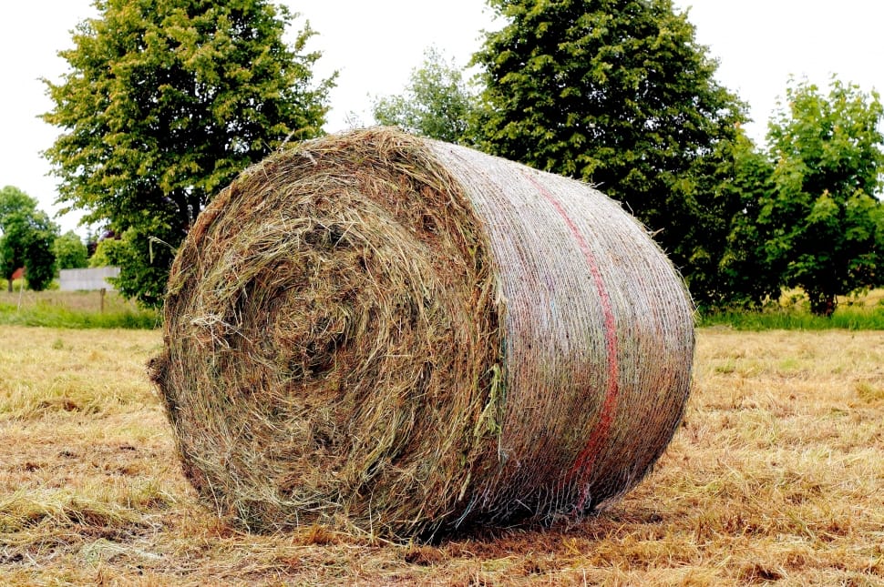 brown hay preview