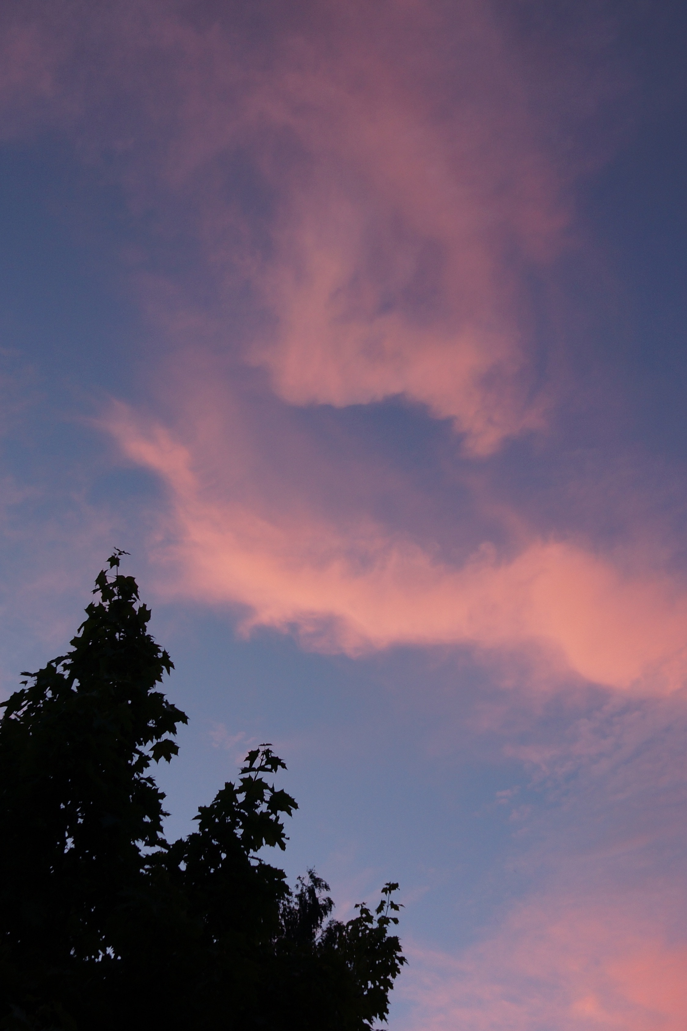 Clouds In The Evening, Afterglow, tree, cloud - sky
