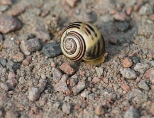 beige color shell snail thumbnail