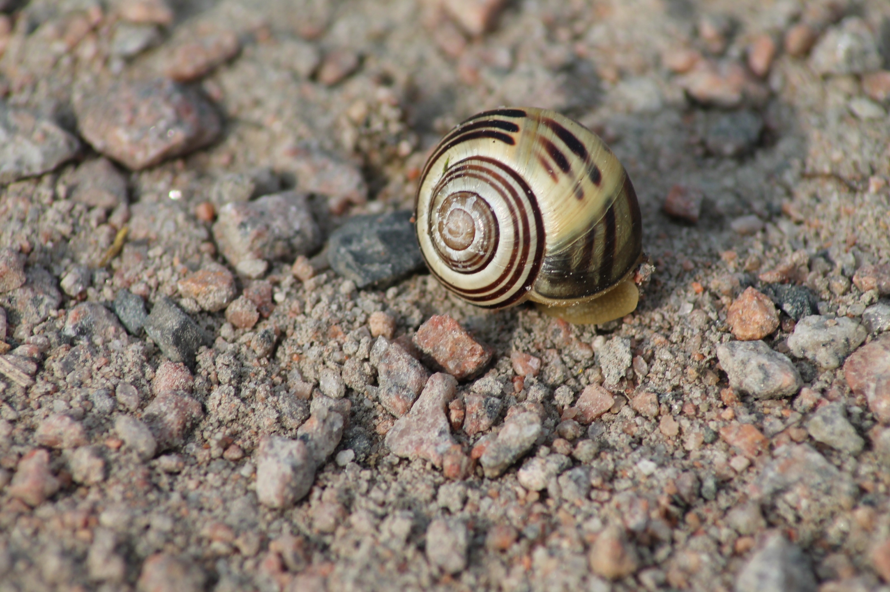 beige color shell snail