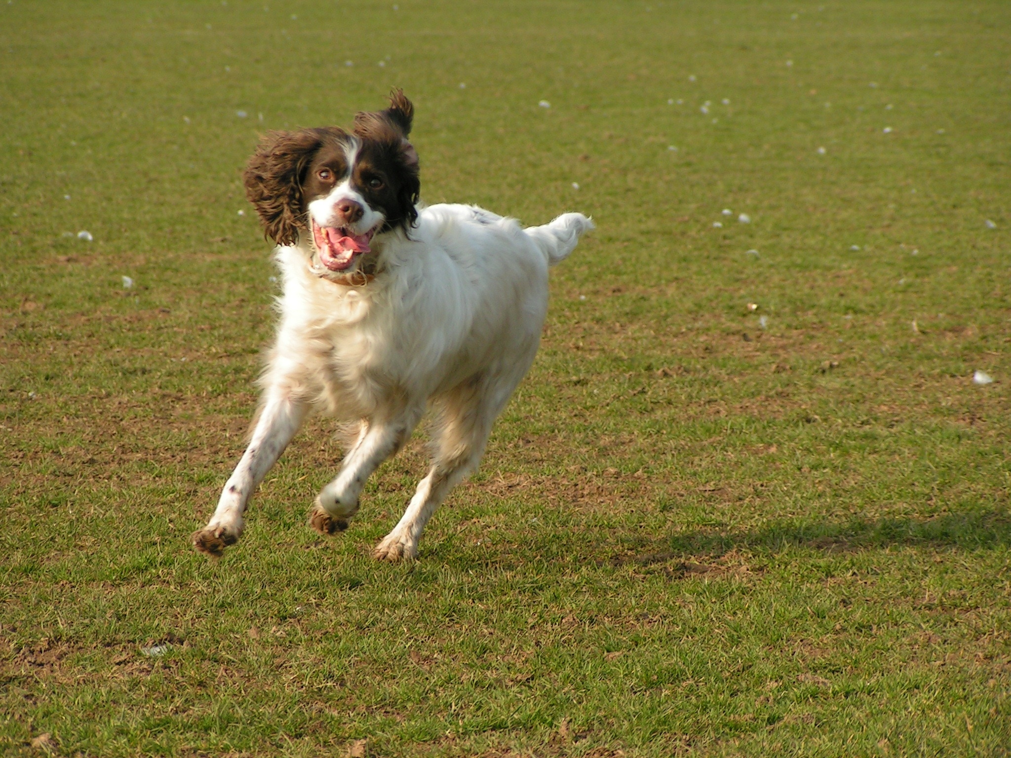 brown and white short coated medium dog