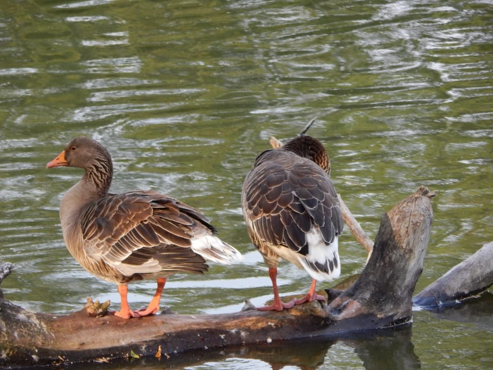 two mallared ducks on wood log preview