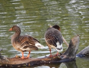 two mallared ducks on wood log thumbnail