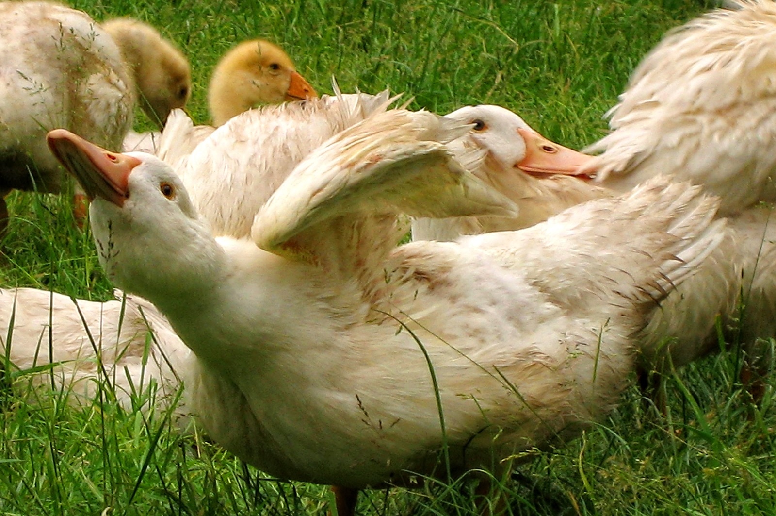 tropical geese