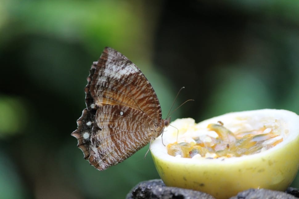 brown butterfly on green fruit preview