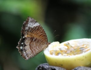brown butterfly on green fruit thumbnail