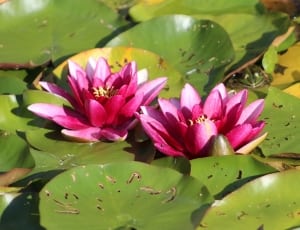2 pink lotus thumbnail