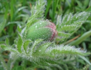 green leafed plant thumbnail