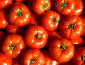 red tomatoes lot thumbnail