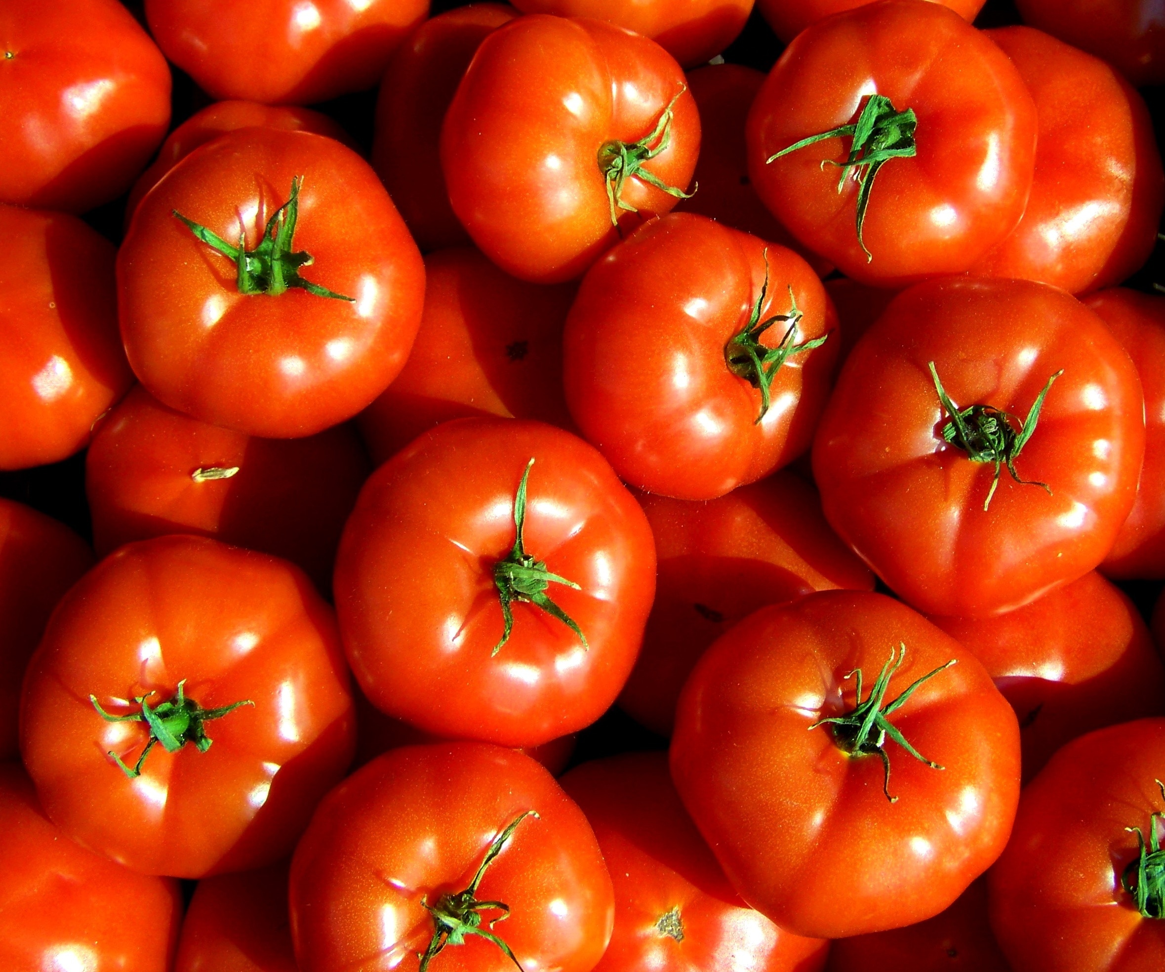 томаты оля фото