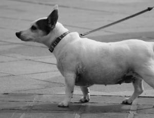 white and black short coat small dog thumbnail