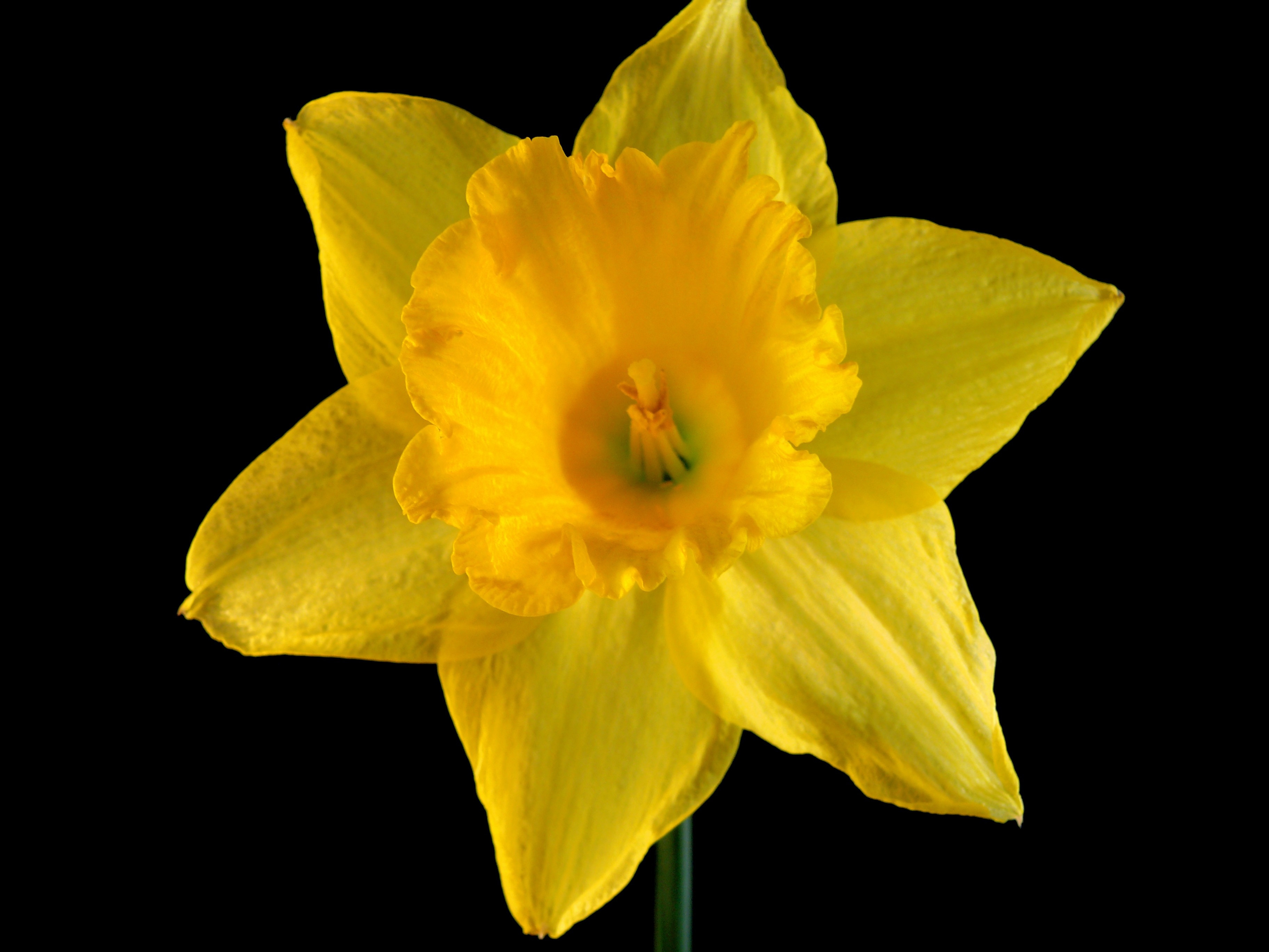 yellow 6 petal flower