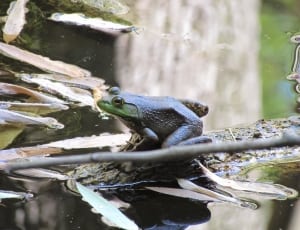 black and green frog thumbnail