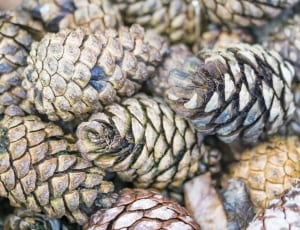 brown pine cones thumbnail