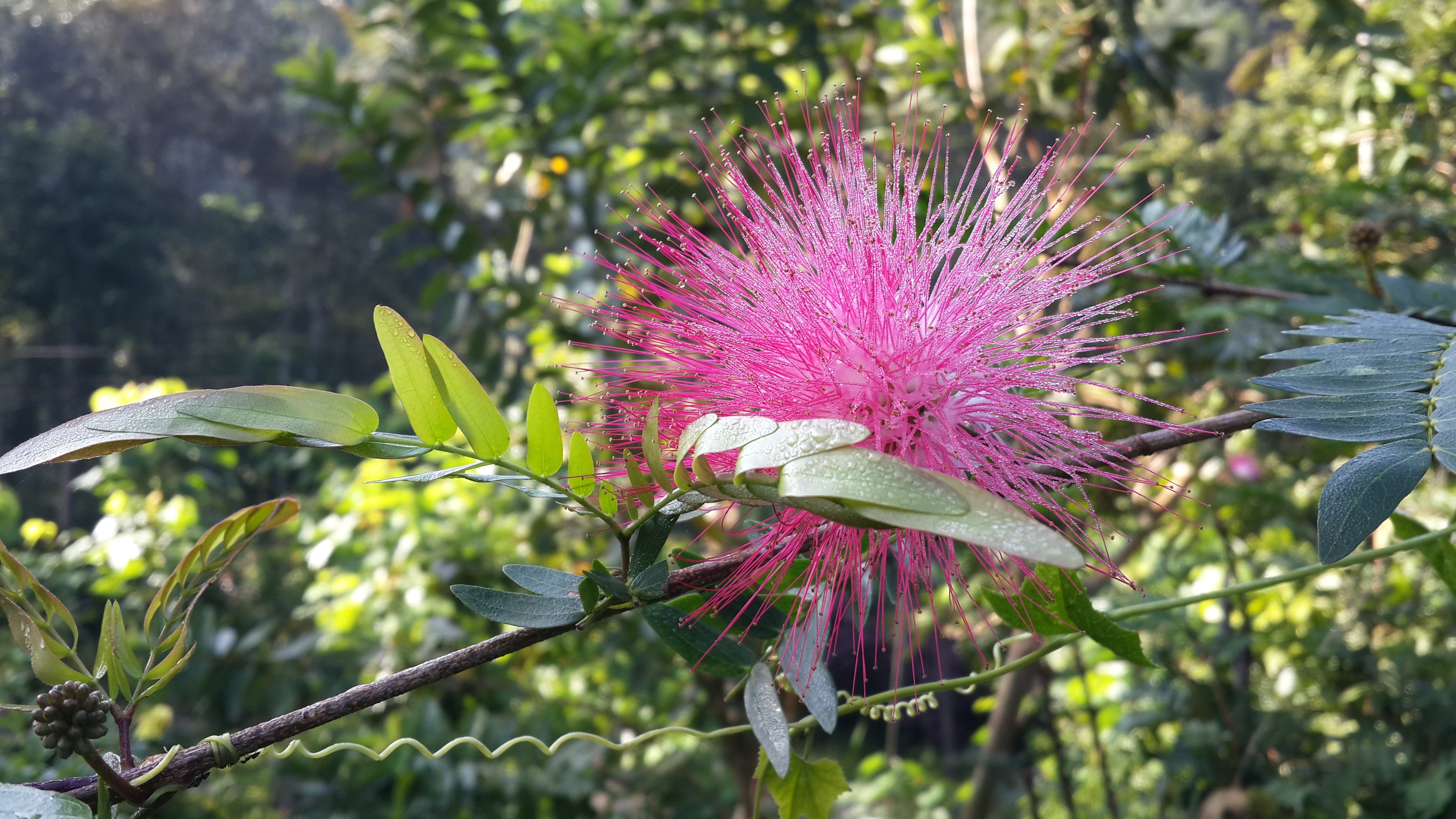 pink petaled flower