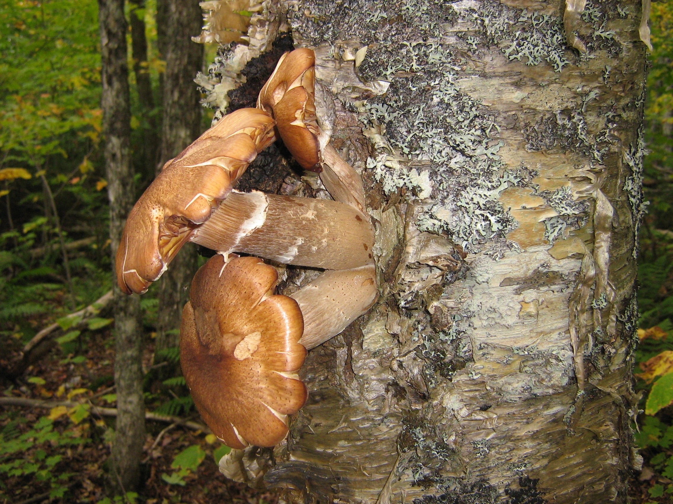 brown mushroom