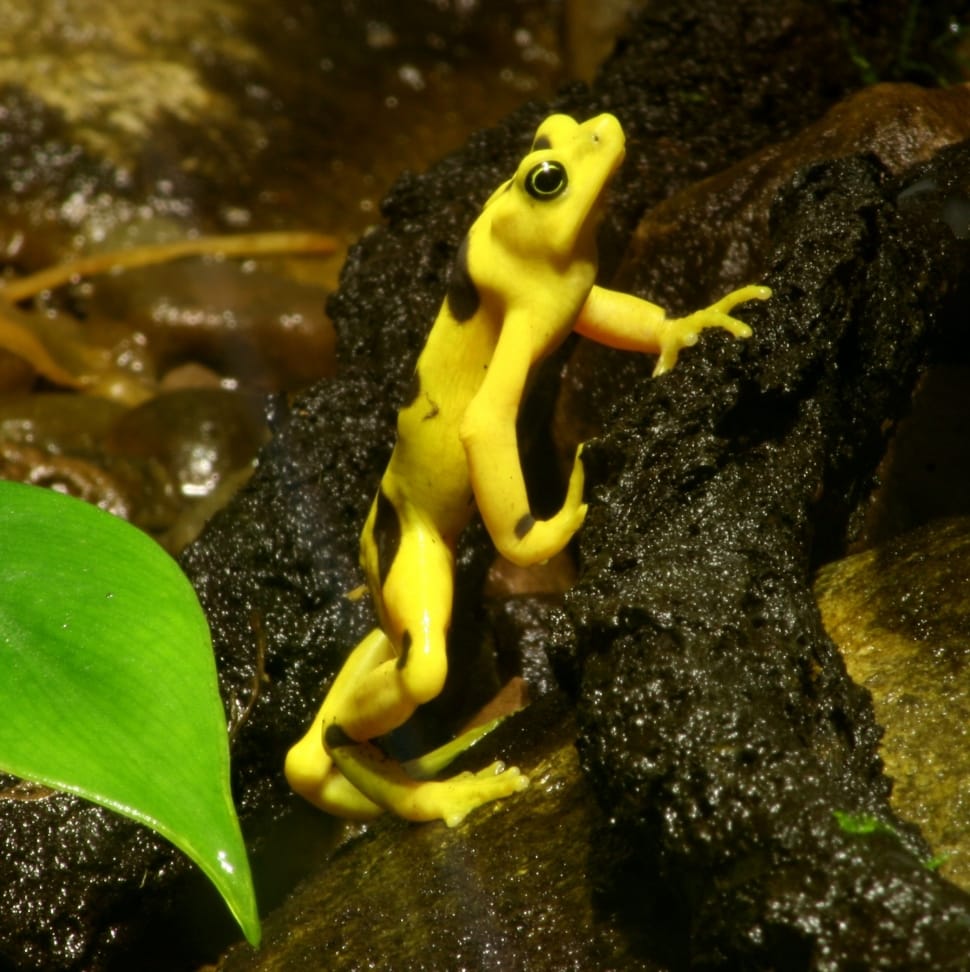 yellow and black tree frog preview