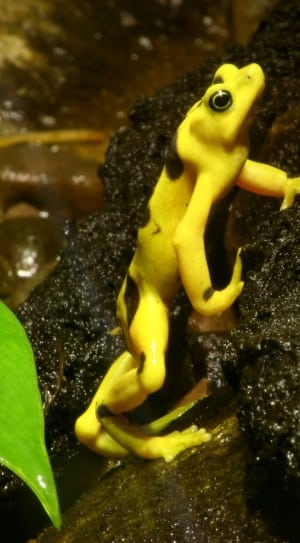 yellow and black tree frog thumbnail