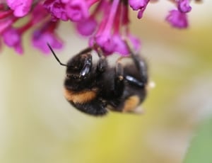bumble bee in purple petaled flower thumbnail