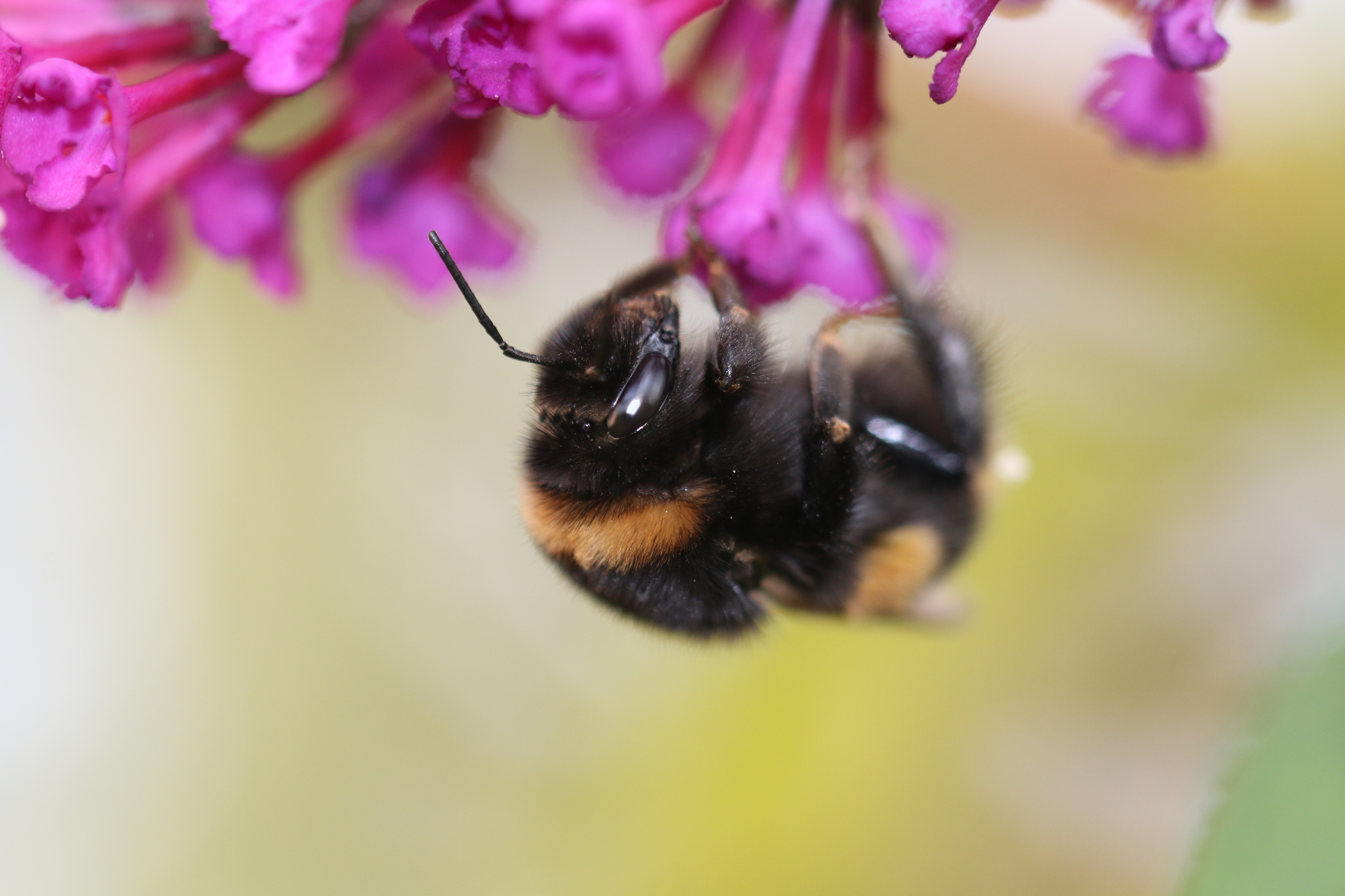 bumble bee in purple petaled flower